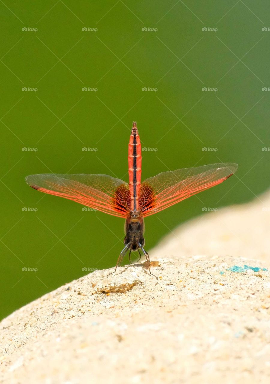 red dragonfly