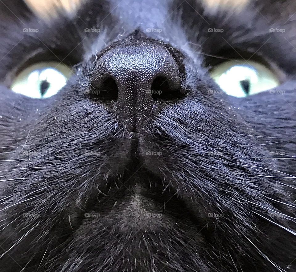 Close up of the face of a beautiful black cat