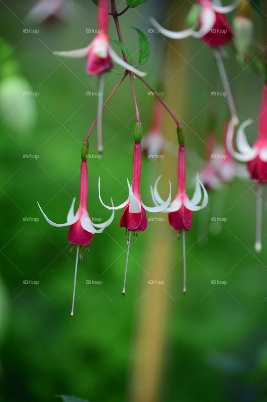 A beautiful Fuchsia with elegant and graceful appearance