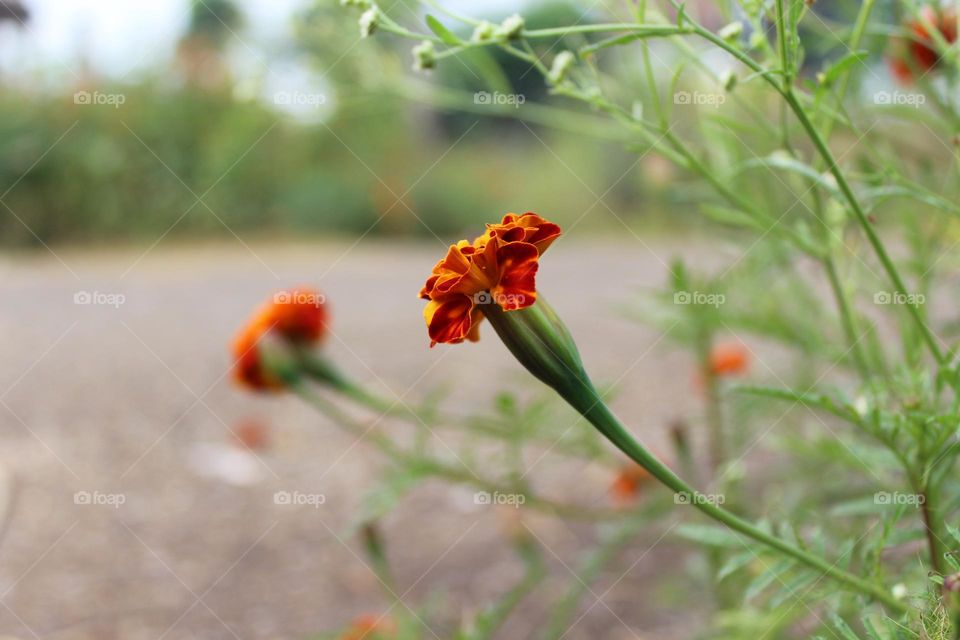 red marigold