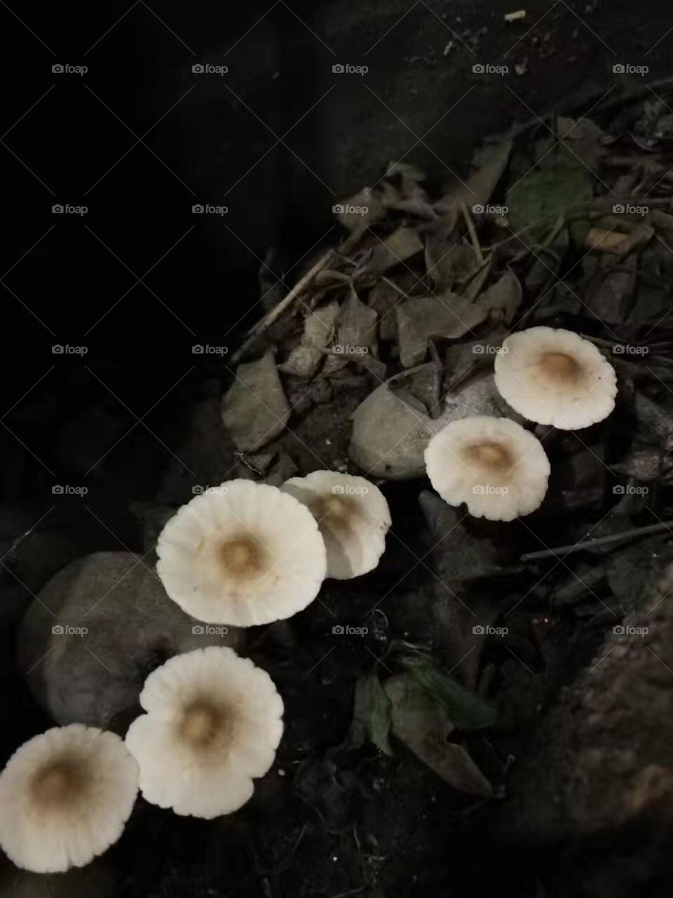 Nice Mystical mushroom 