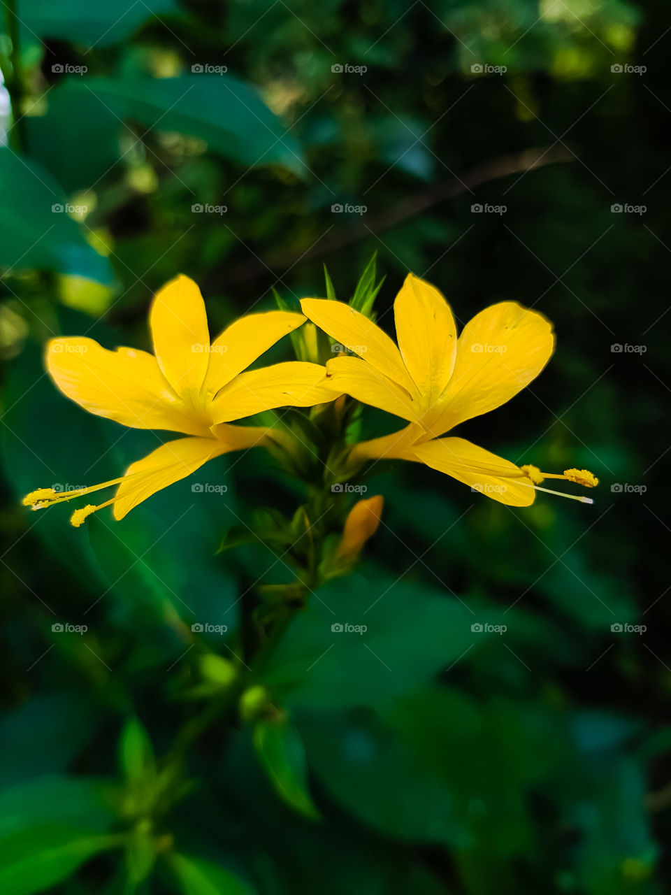 Yellow wild Flower