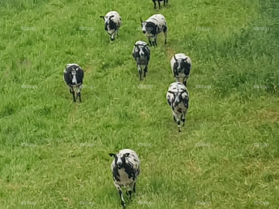In the country a few very curious sheep, nice special colors, black and white.