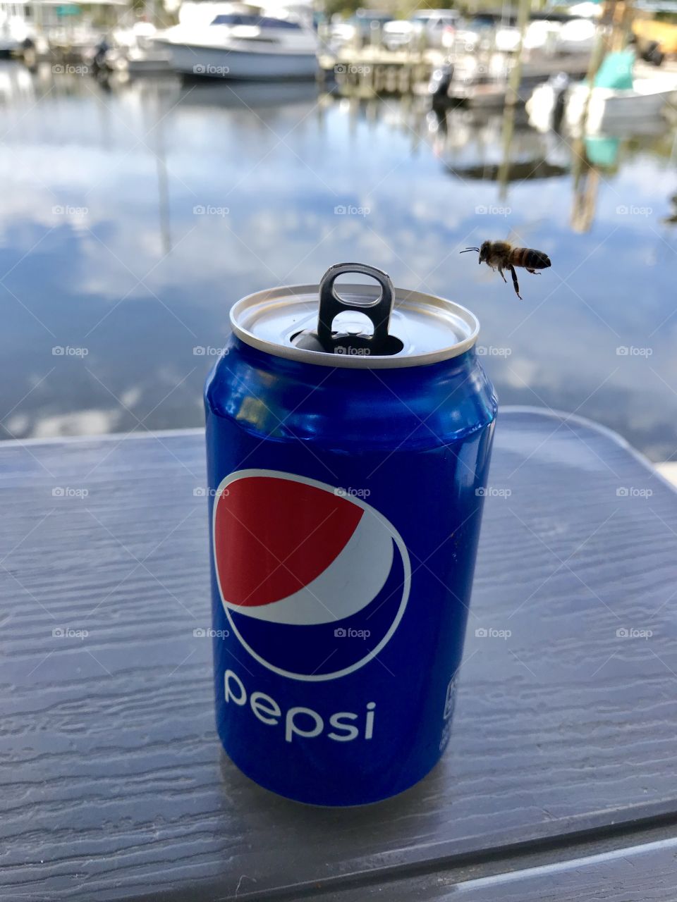 Honey Bee with his sights on my drink while we ate lunch at a marina 