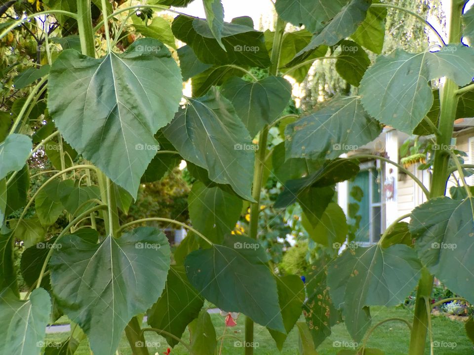 Sunflower Leaves