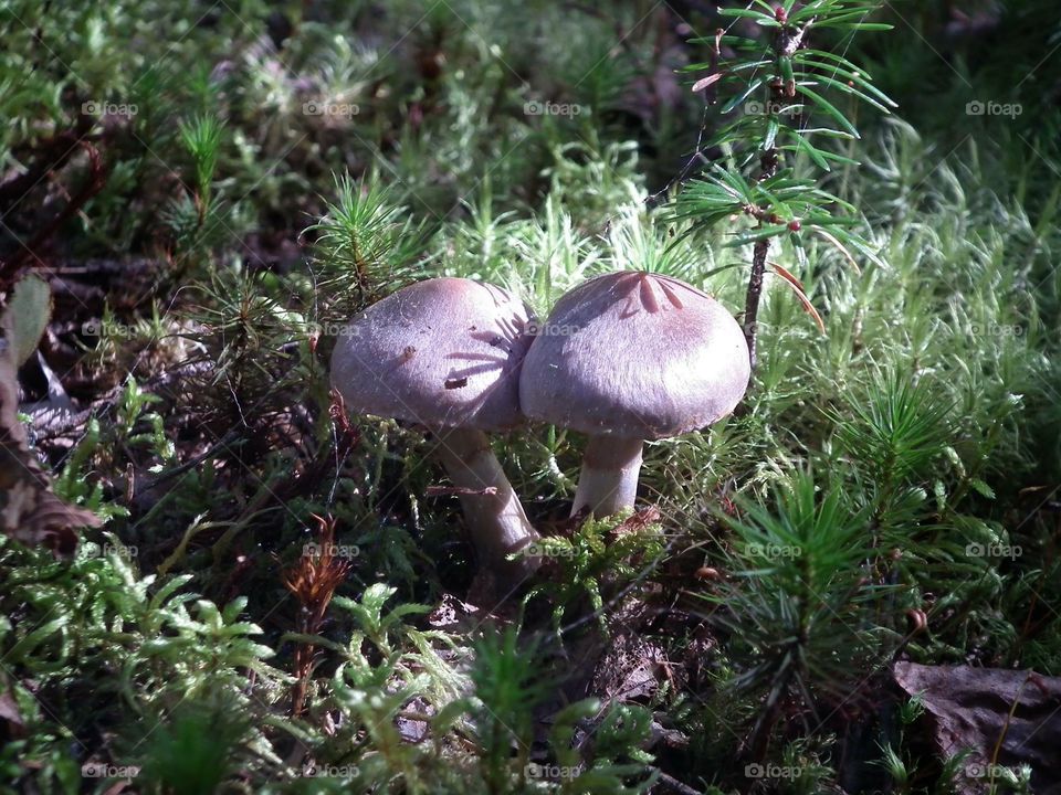 fungus