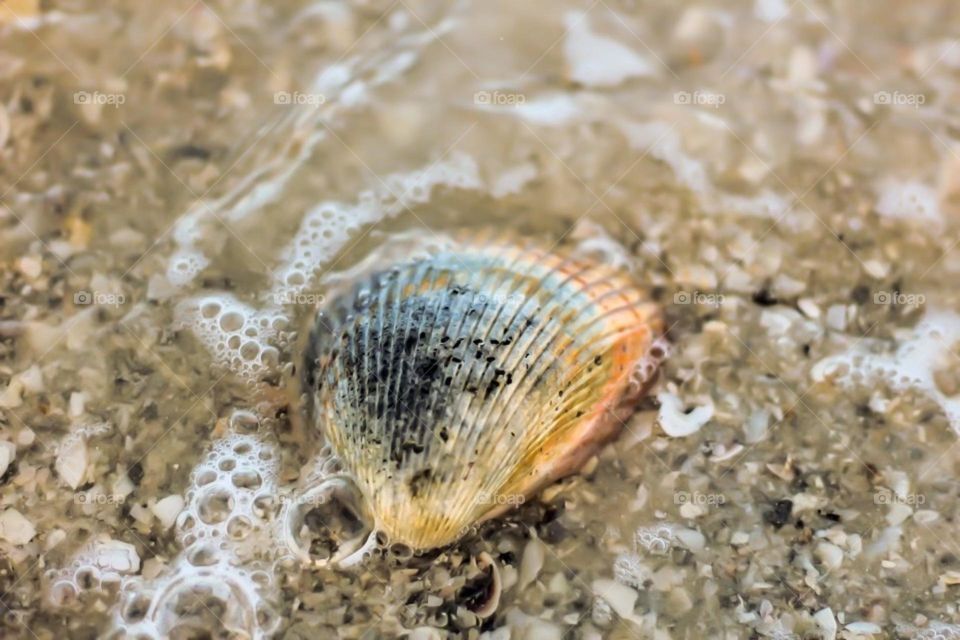 A shell on the beach
