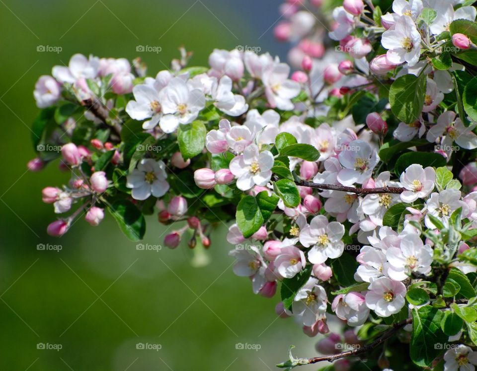 Close-up of apple blossom