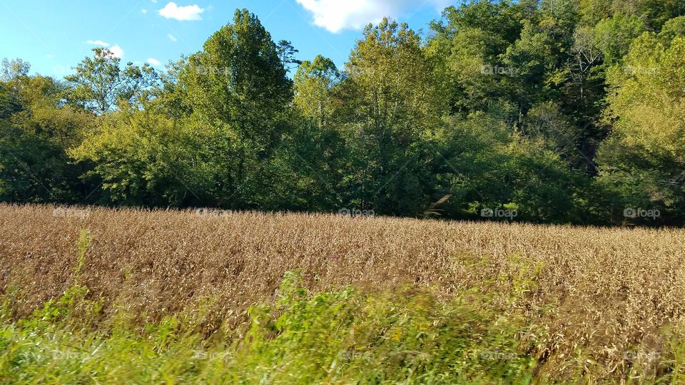 Corn Field