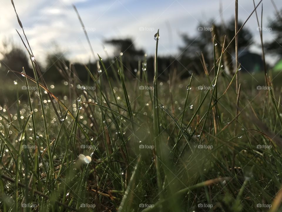 Dew&grass