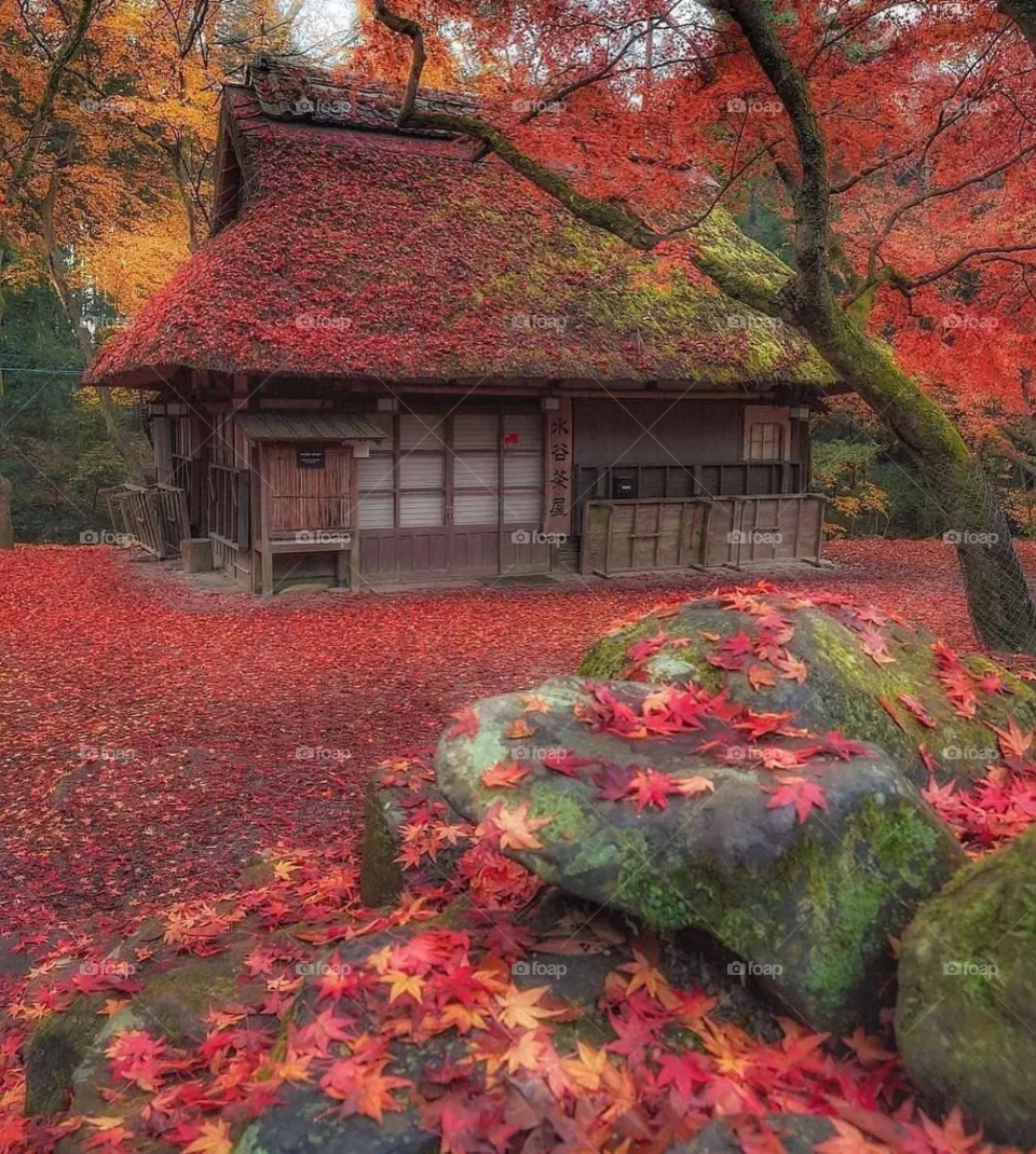 NARA PARK IN JAPAN 