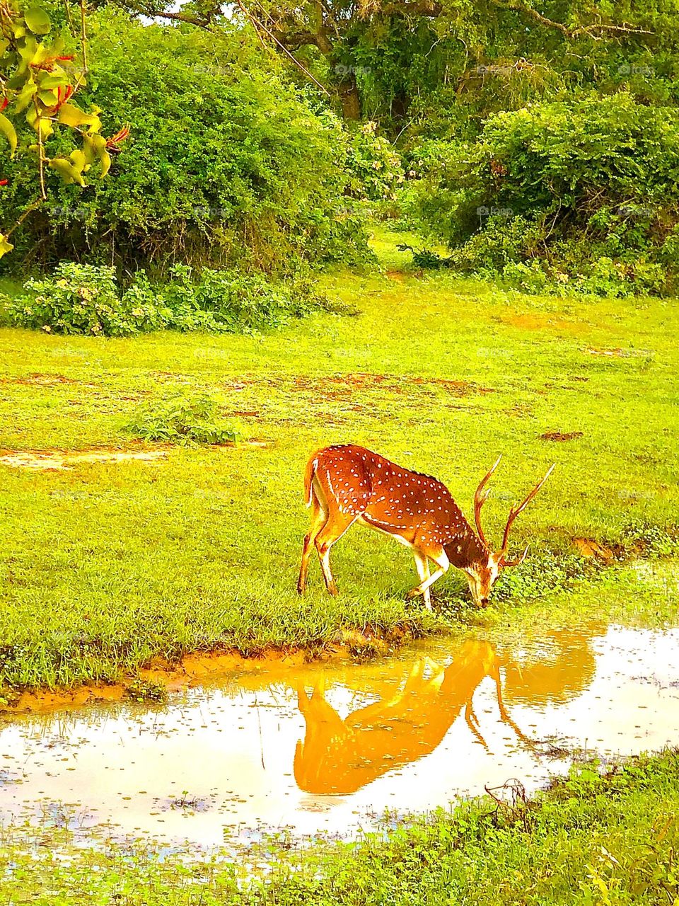 Deer at the Yala National Park Sri Lanka. 