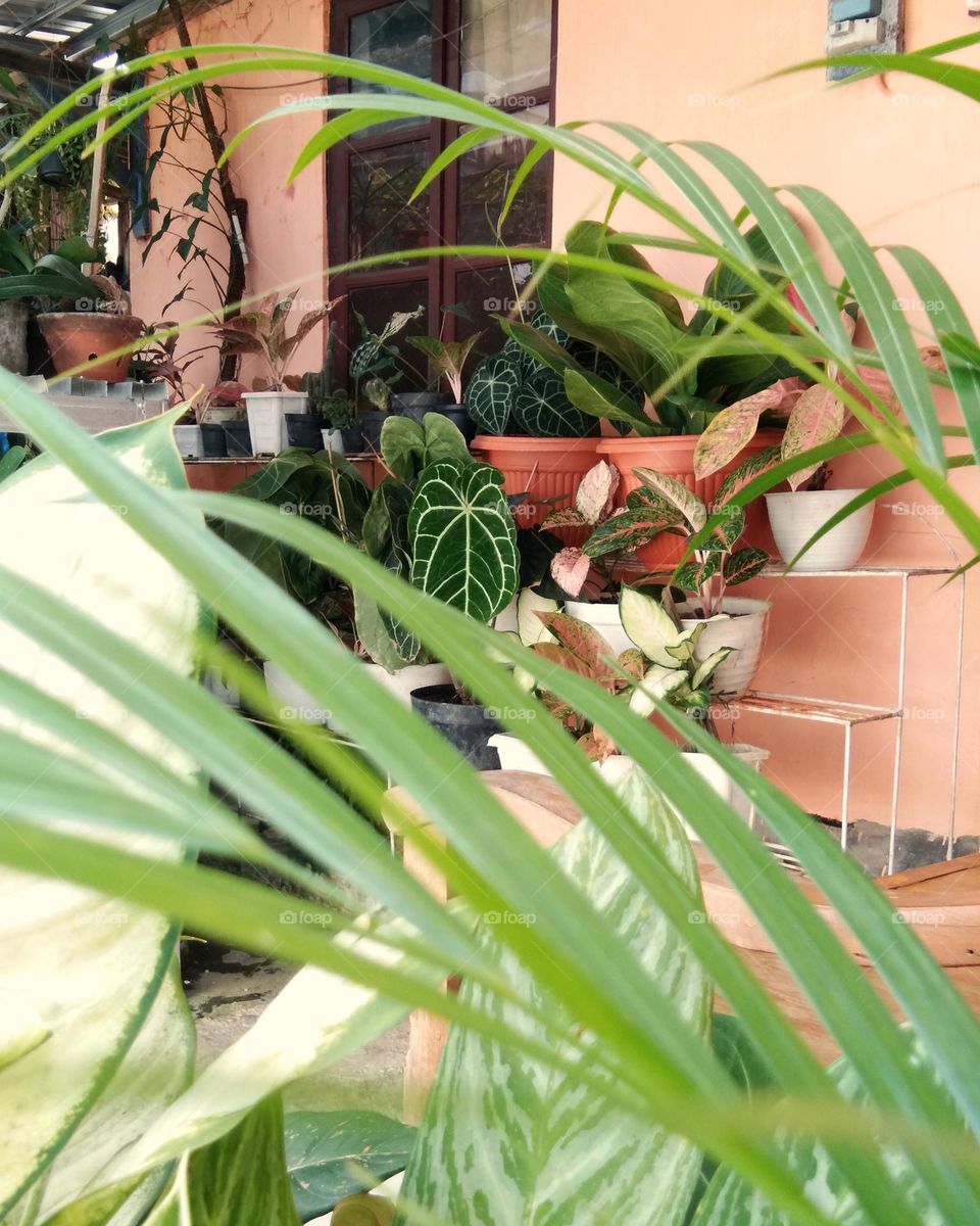 potted plants against the wall with a window