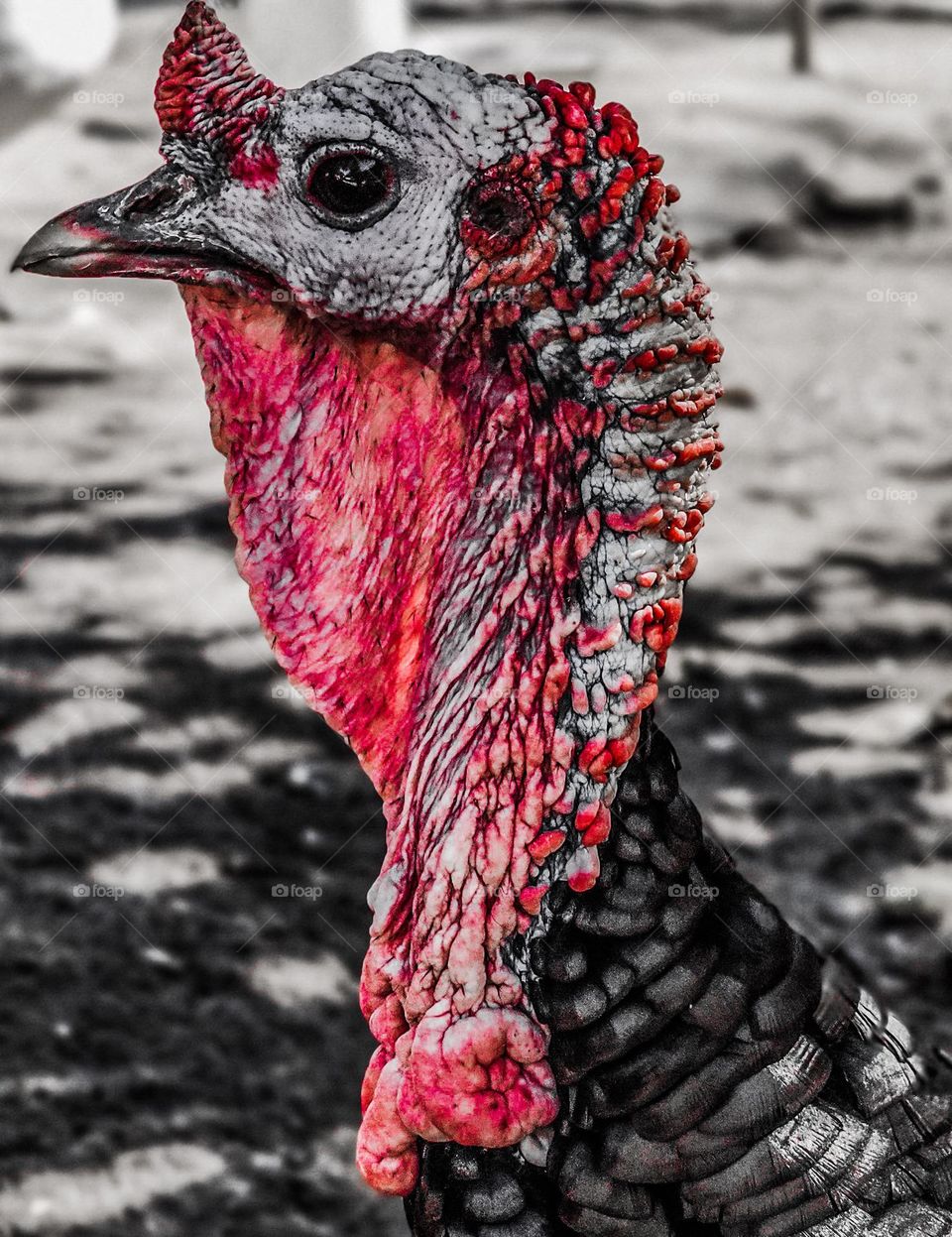 The ugly turkey