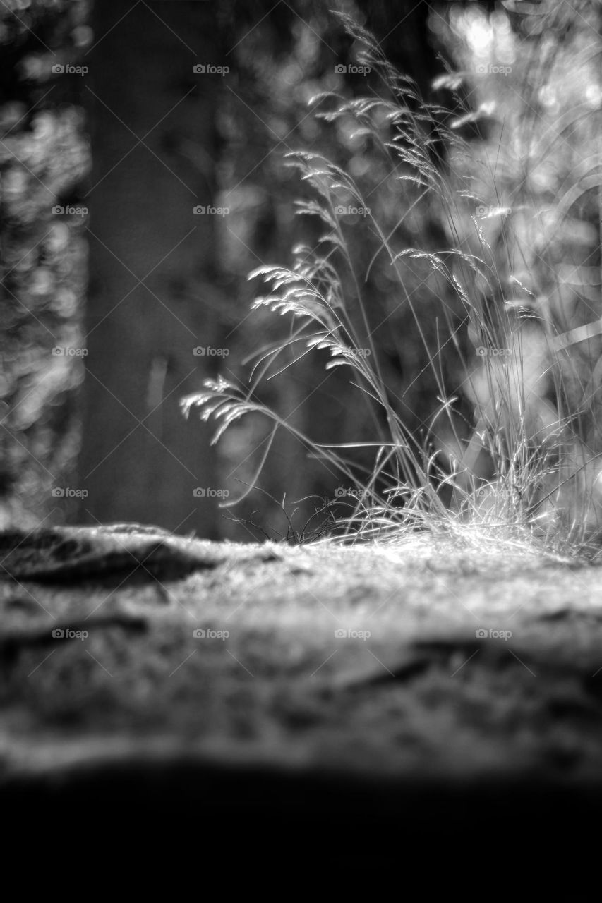 Black and white photo from a worm's-eye view of grasses in the sunlight in the forest