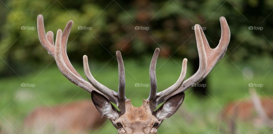 Peek-a-boo Deer