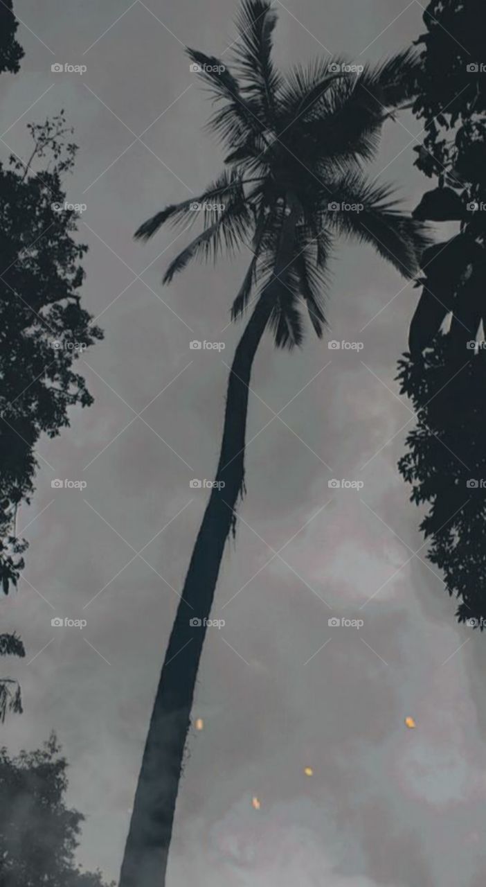 beautiful view of giant tree touch the sky