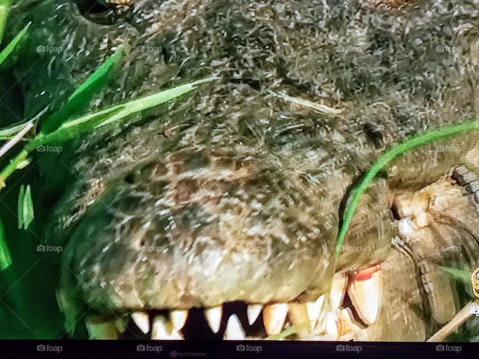 one crocodile photography