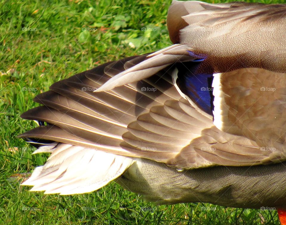 duck feathers