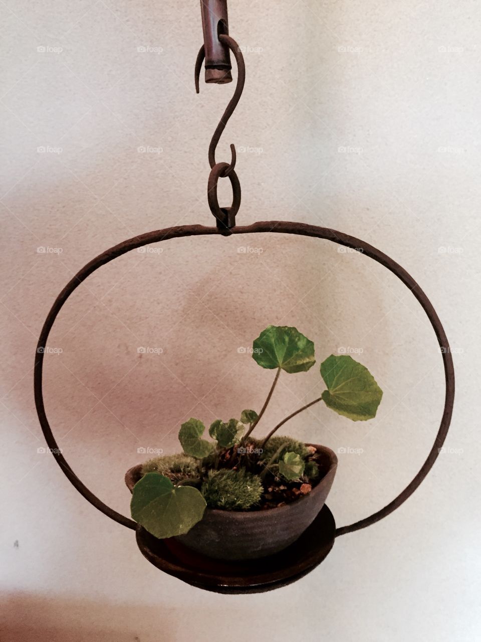 No Person, Still Life, Leaf, Flower, Pot