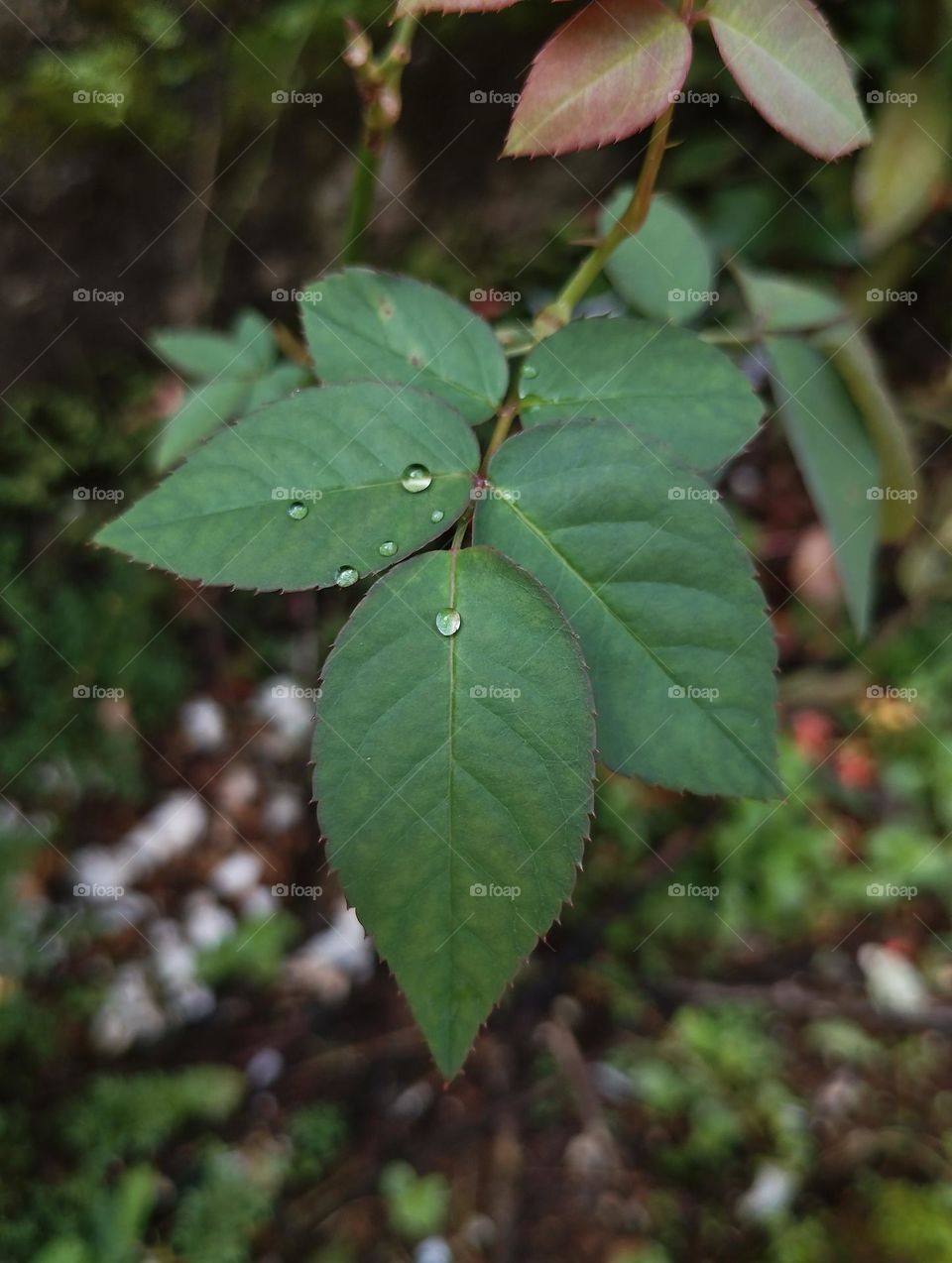 Water droplets on leaves