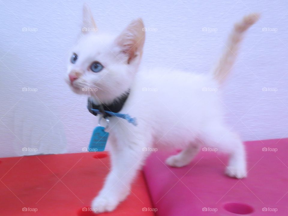 White kitten