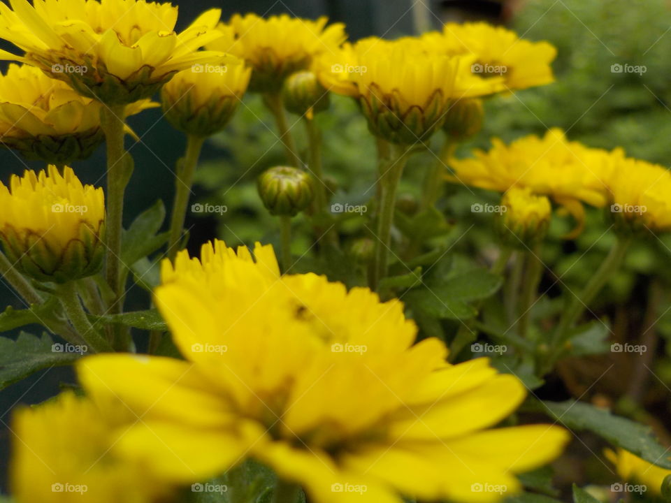 Chrysanthemums are Autumn sign 