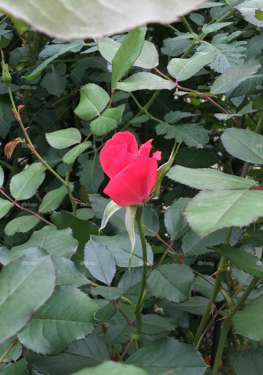 Pink rose bud ready to open in backyard.