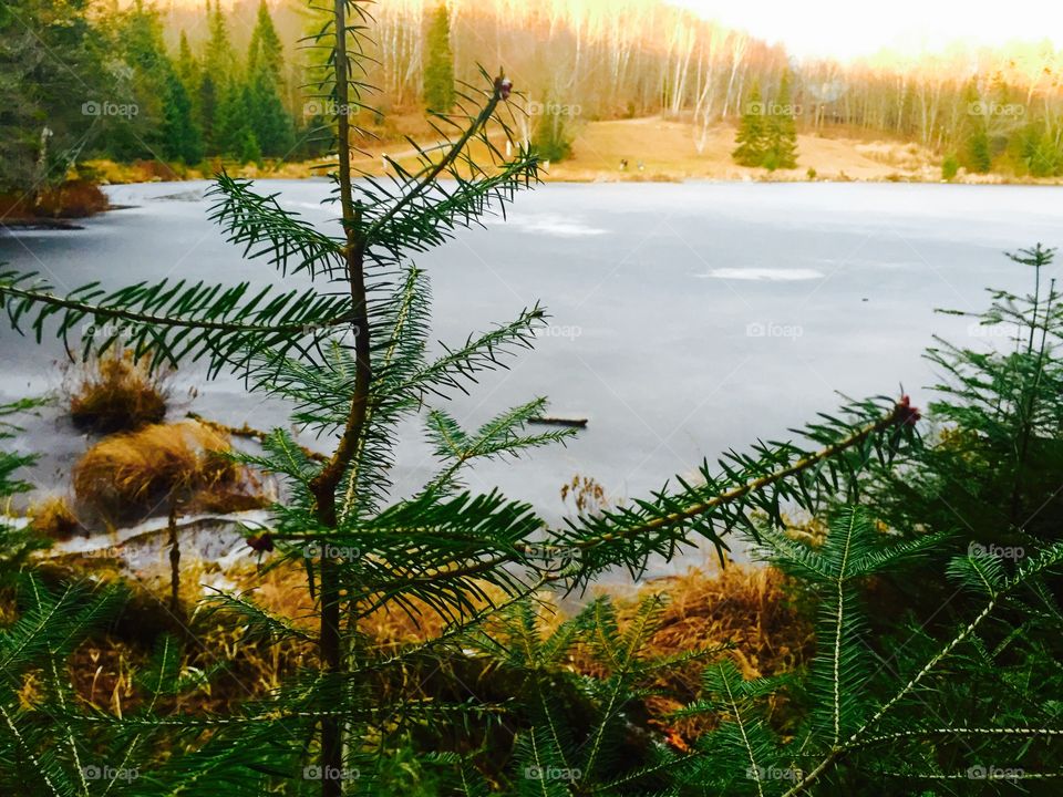 Scenic view of nature