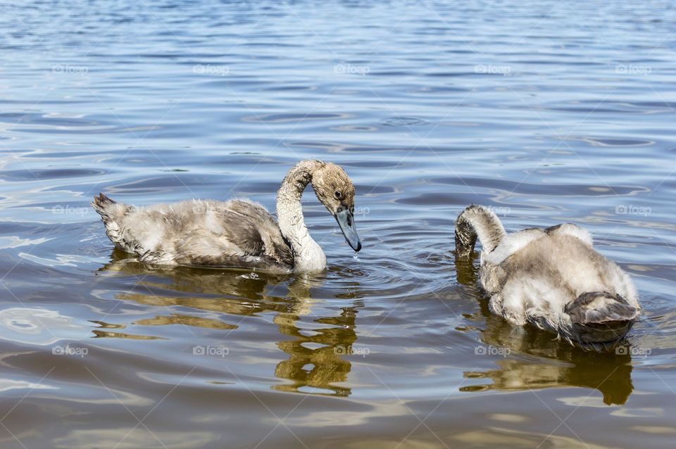 Young white swans.