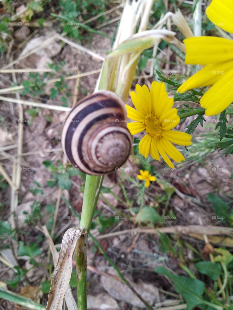 Snail