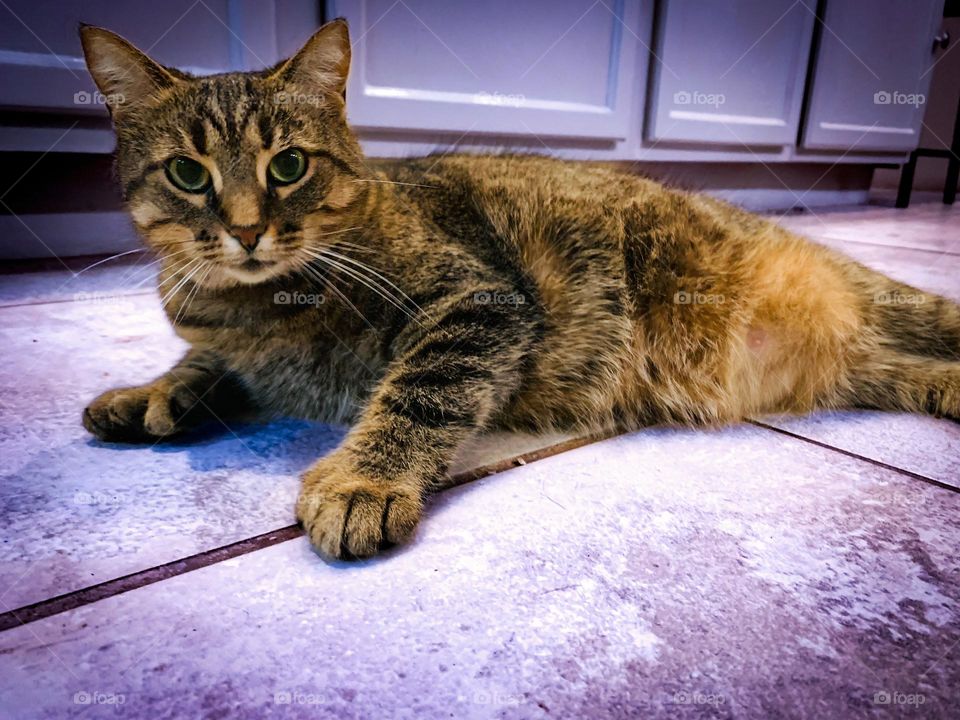 Tabby Cat Relaxing On Pastel Floor 