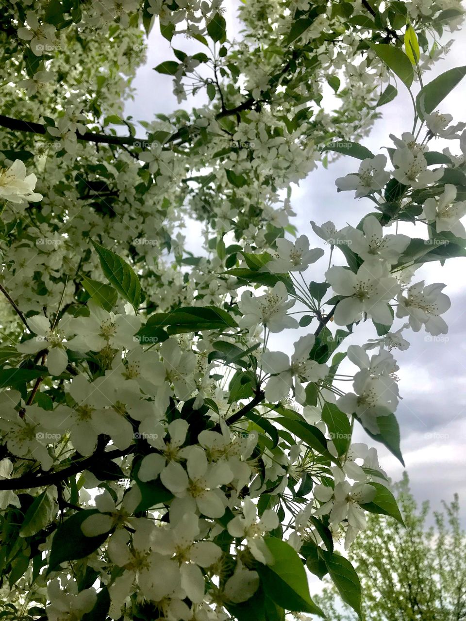 Prince Albert, SK, CA.  An ornamental apple tree blooms luxuriously.