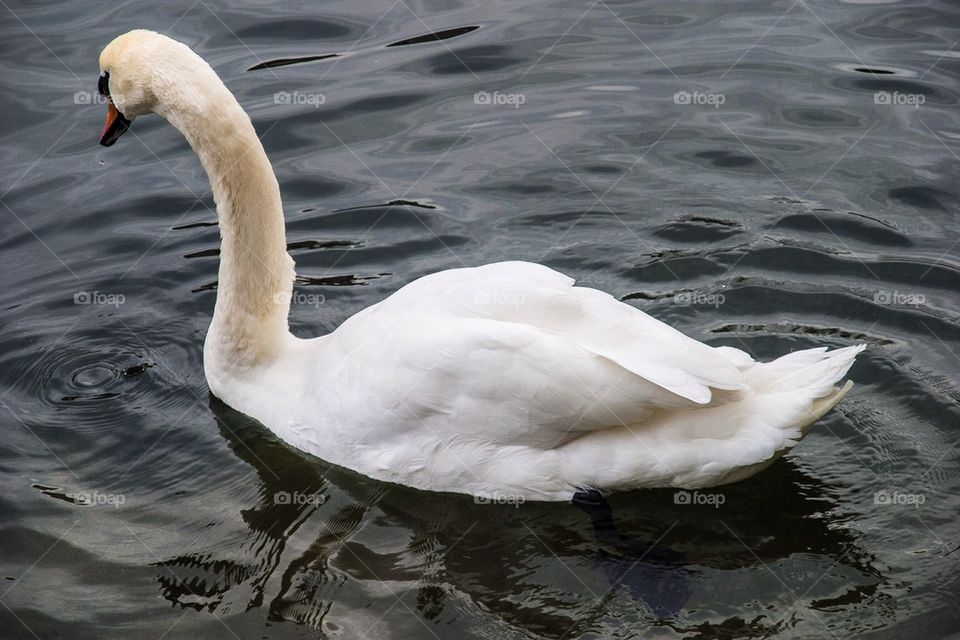 SWAN OF ZURICHSEE