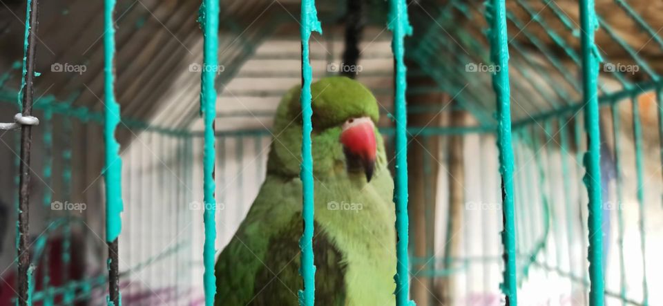 Parrot in the cage