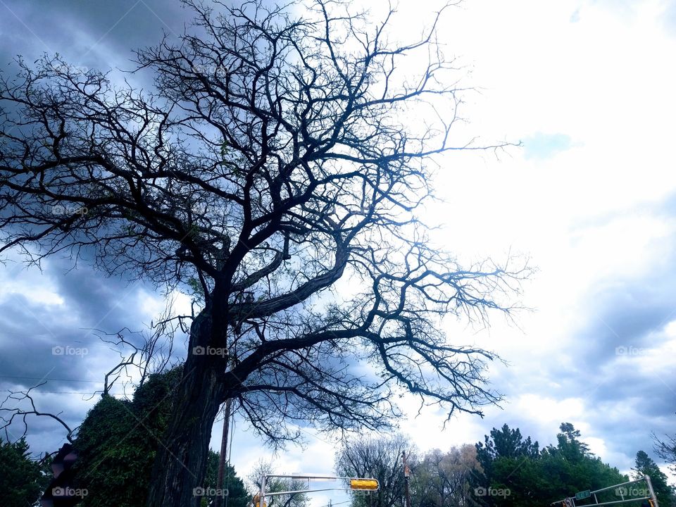 Tree, Landscape, Wood, No Person, Nature