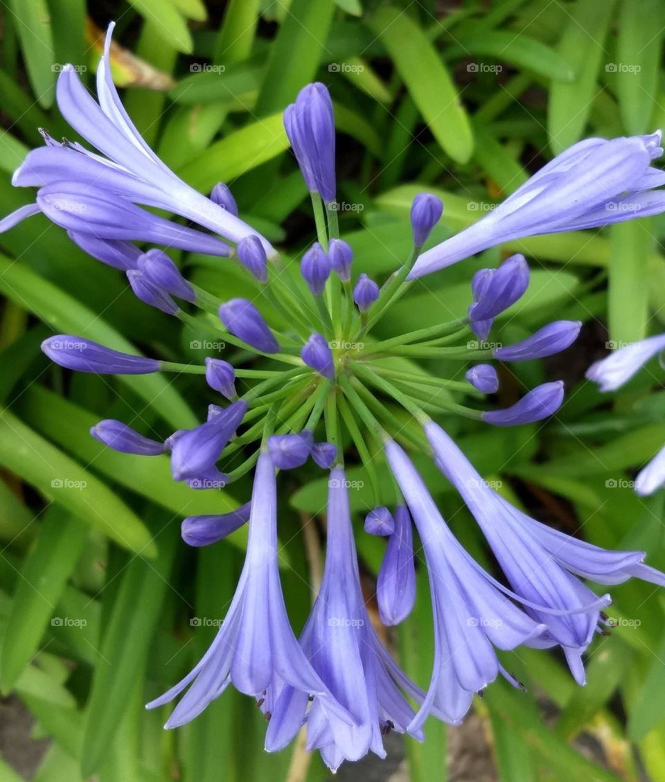 purple and green, agapanthus