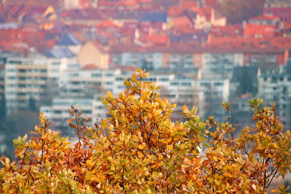 An oak tree in autumn with orange leaves in front of a city view