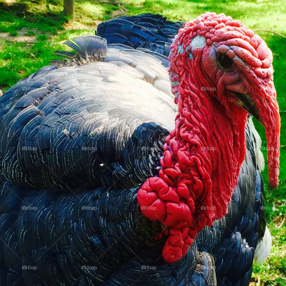 Close-up of turkey bird