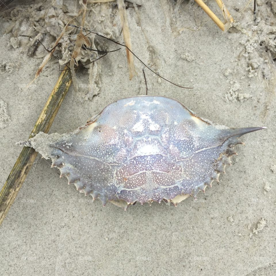 Shell of a crab 