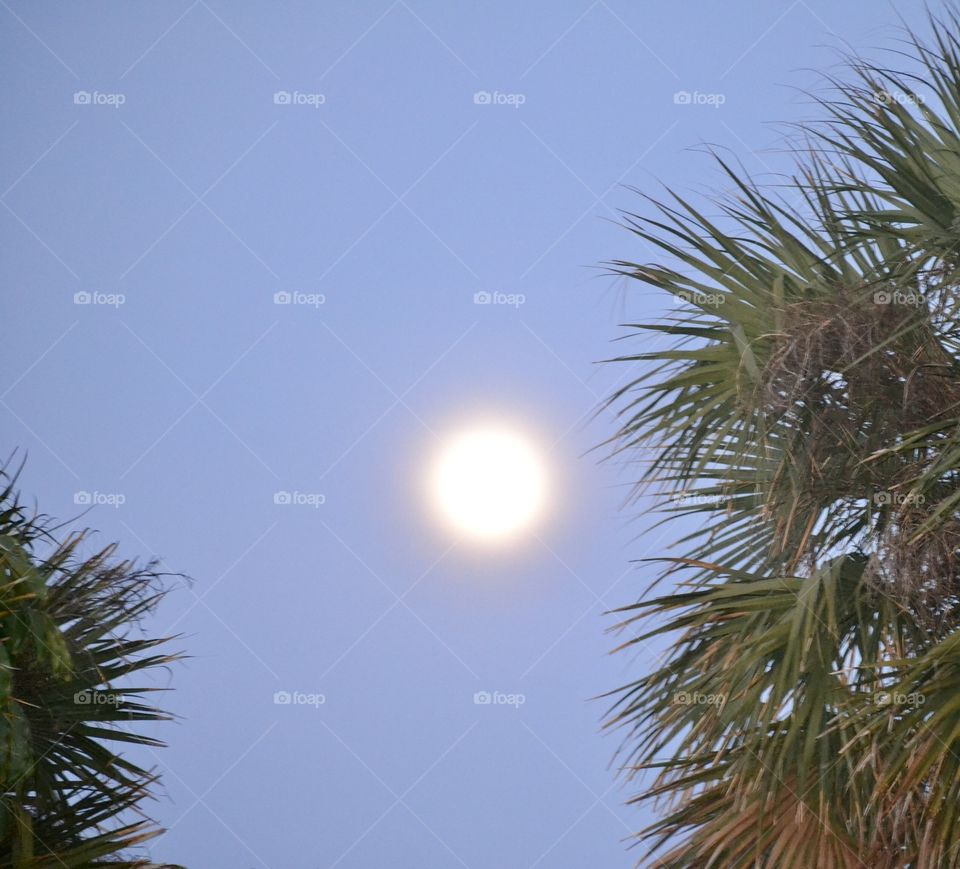 A bright moon rising at dusk in a cloudless sky with palm trees on either side