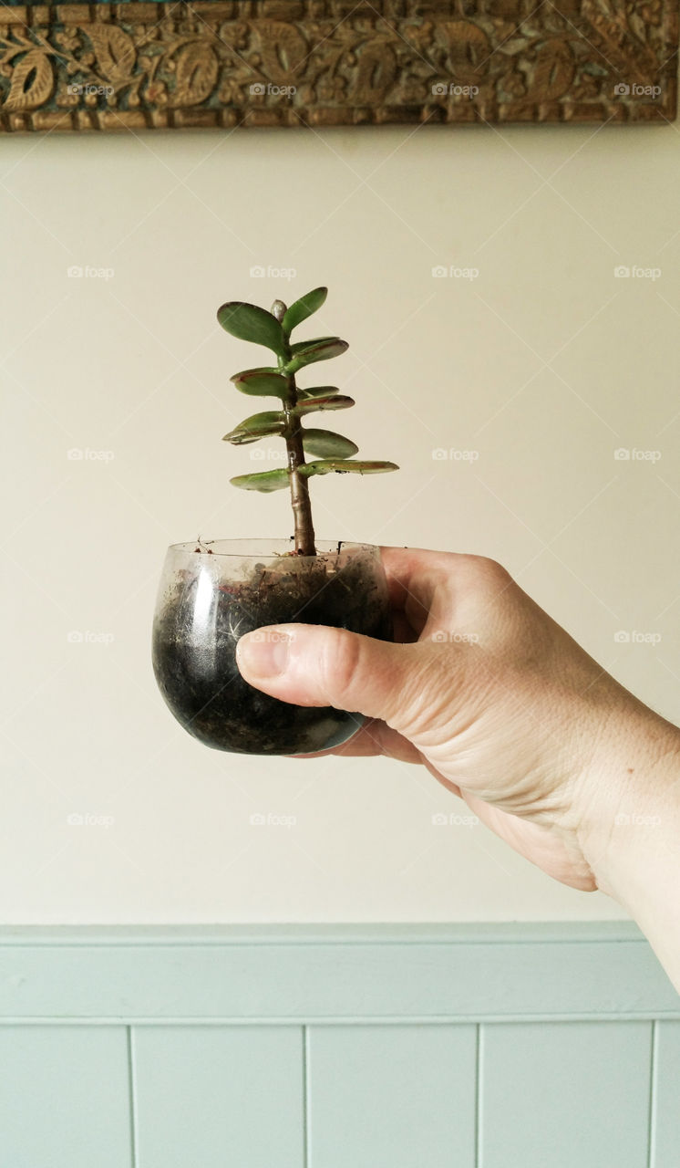 A tiny plant in a  pot