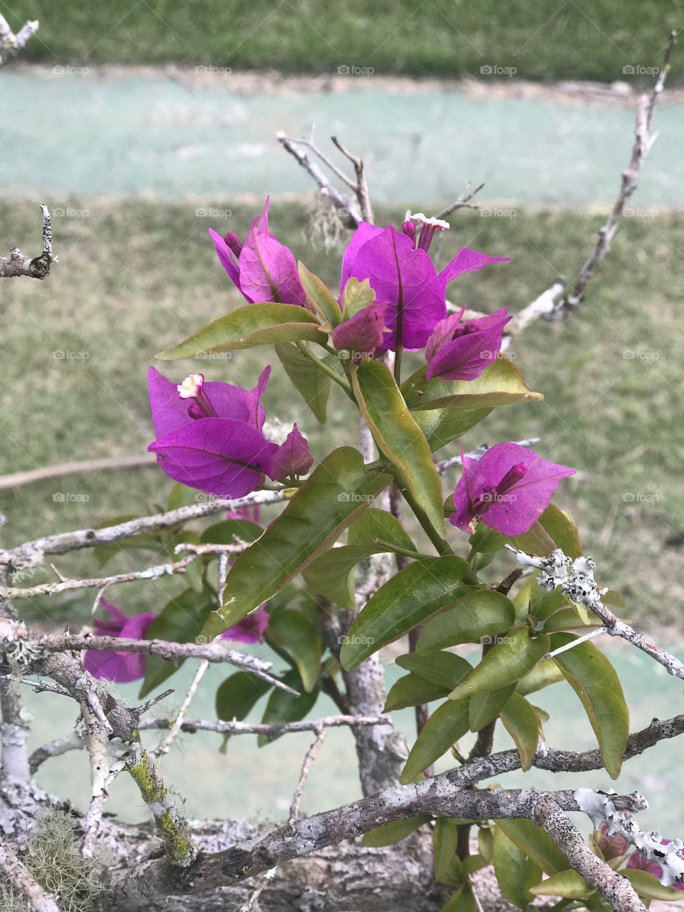 Brazilian Resort flower inside the lake place