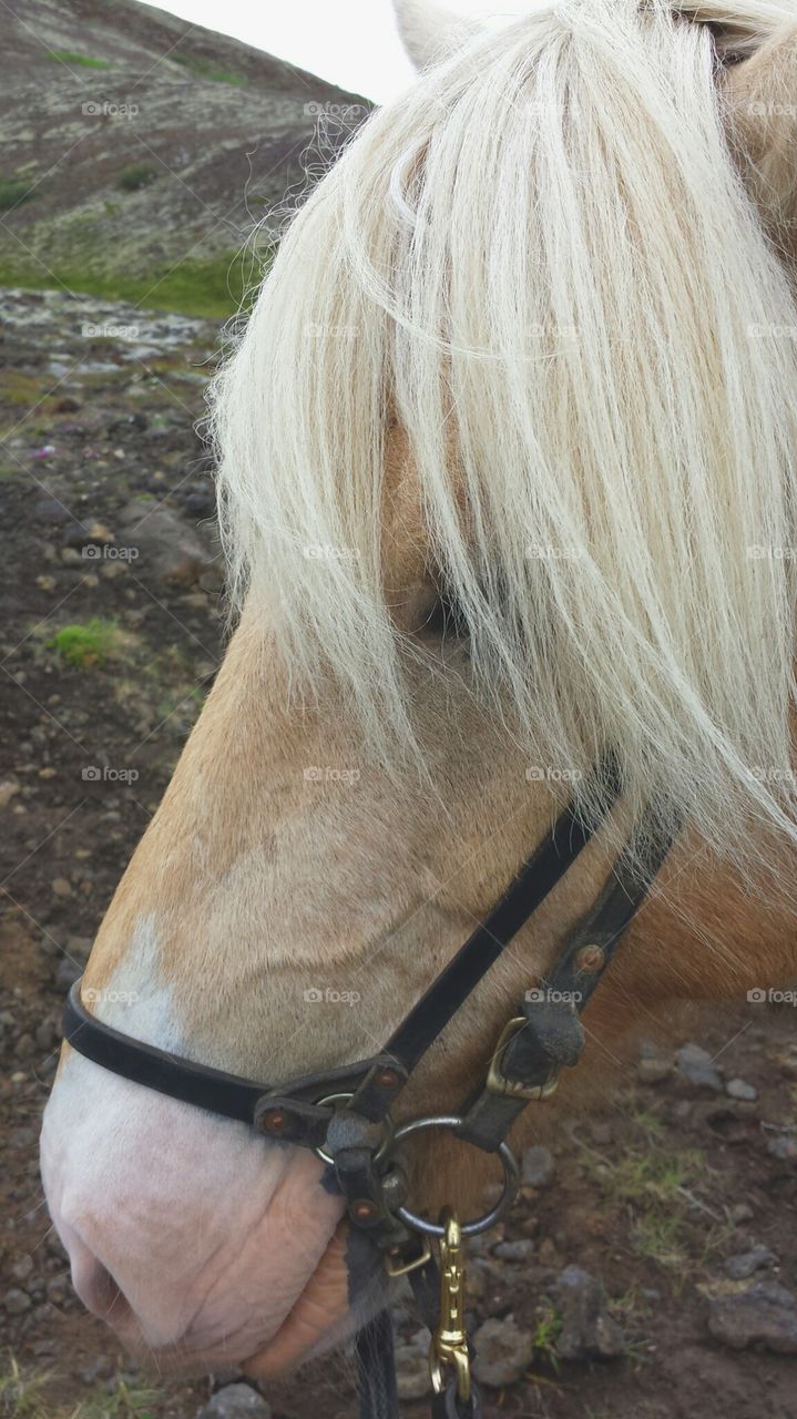 Icelandic Pony