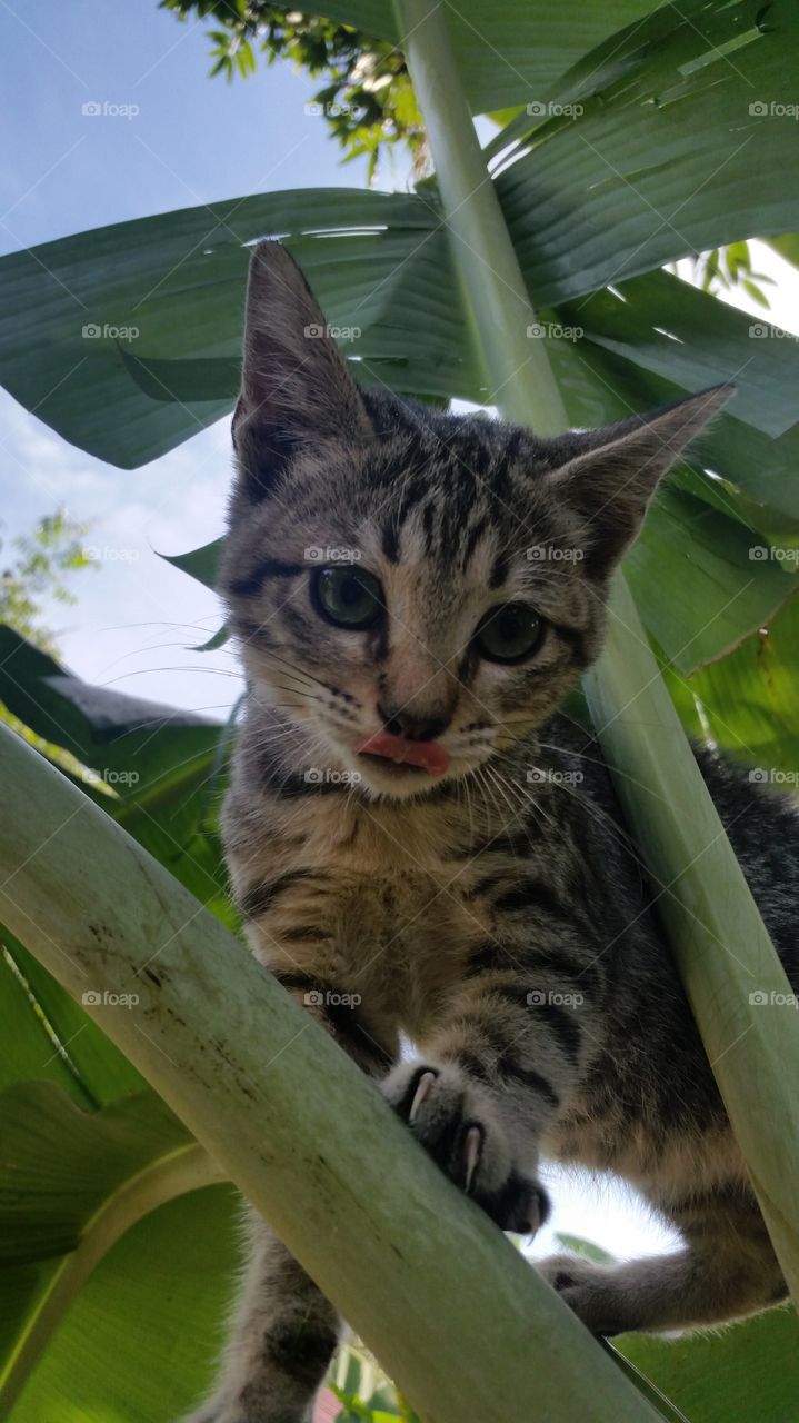 baby Cat Egyptian Mau