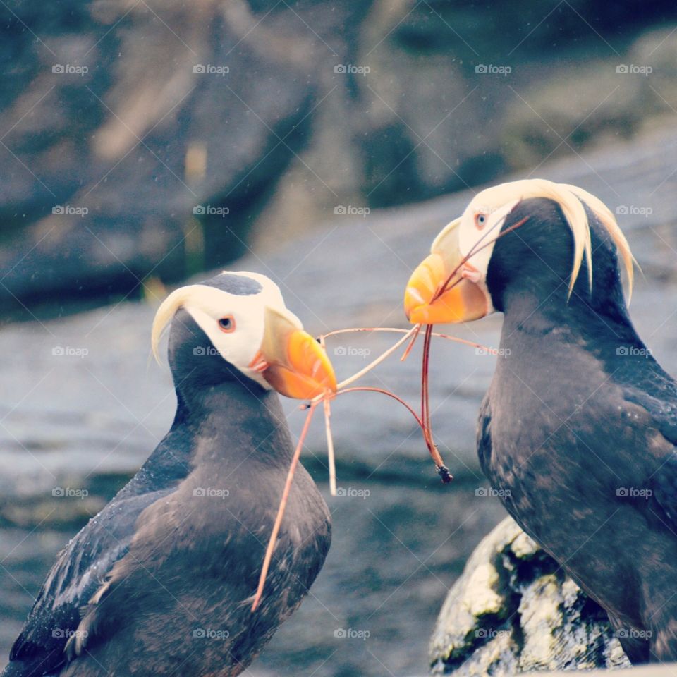Twigs. Two birds with twigs 