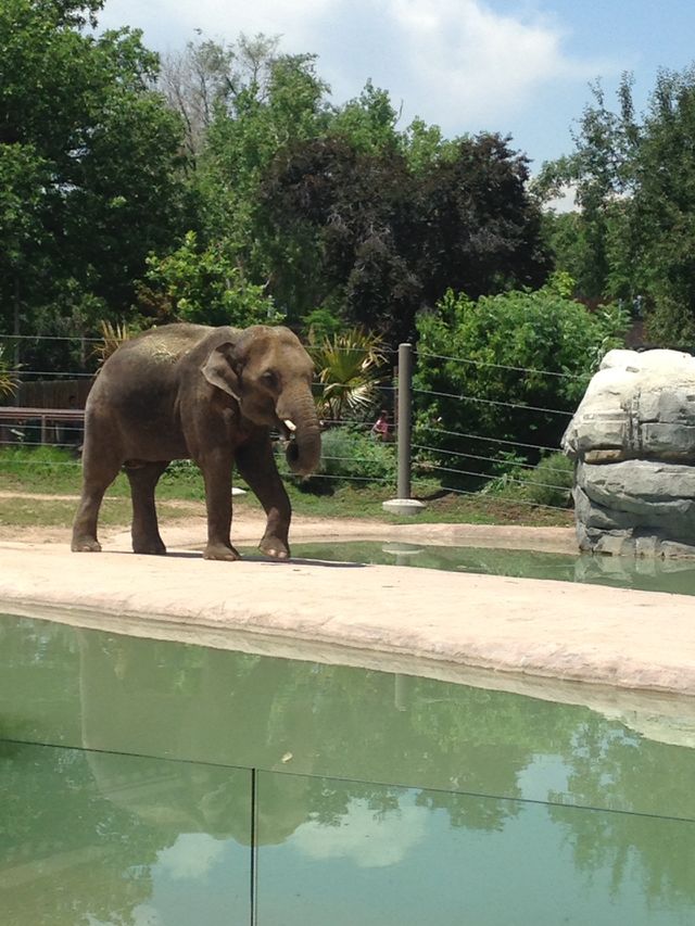 Elephant 