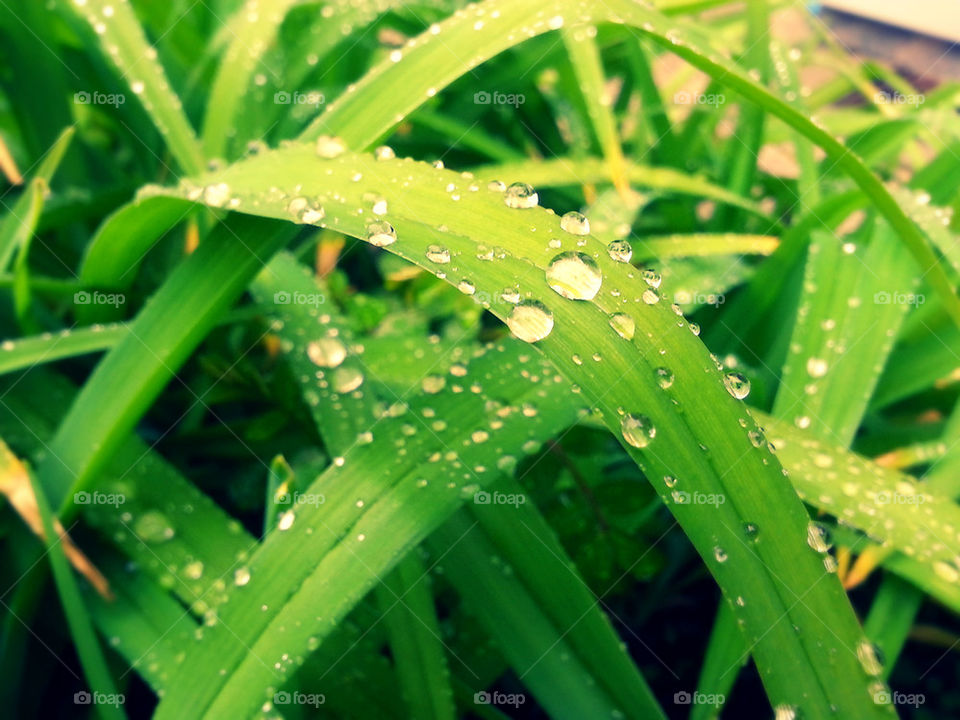 Leaf drops