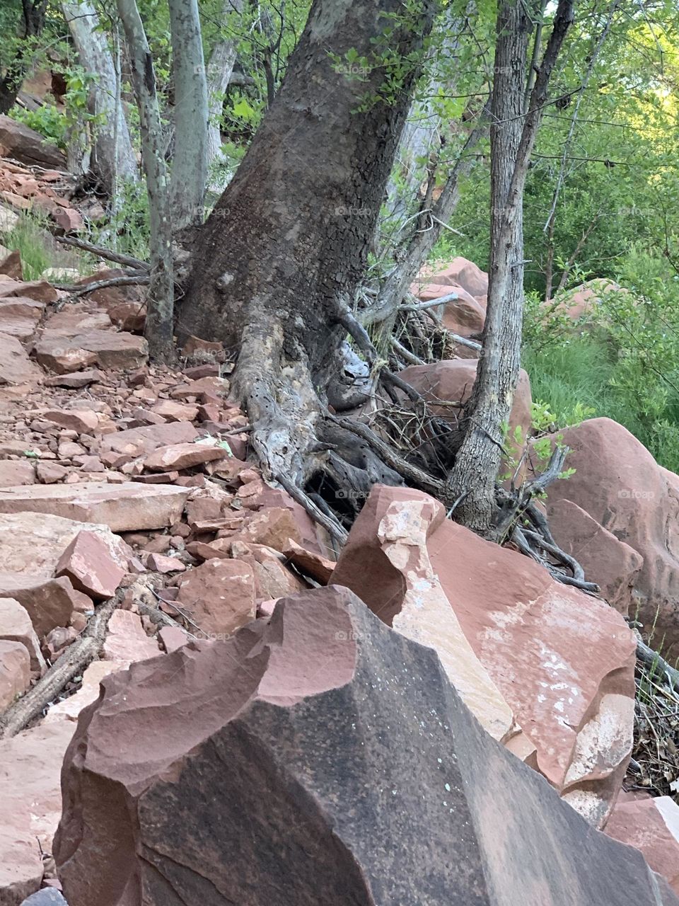 Wondering if life into the desert 🏜