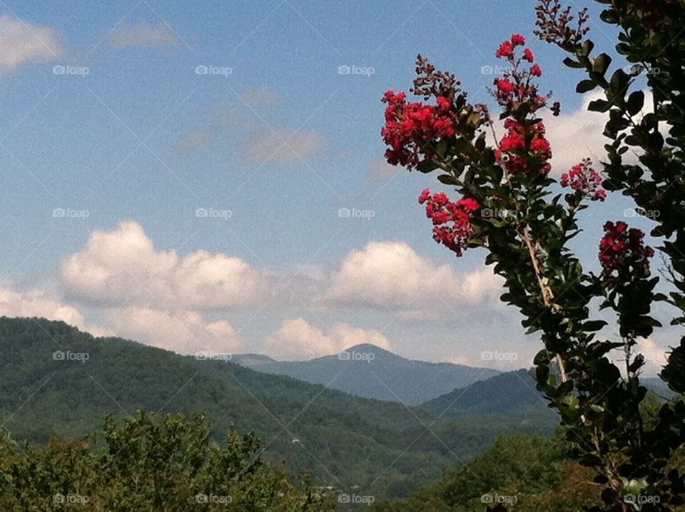 Crepe Myrtle in the Mountains